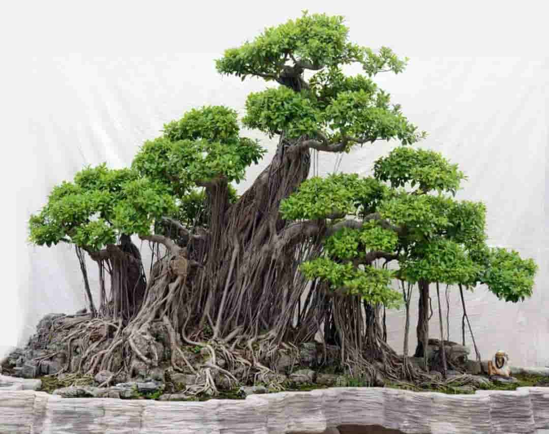 Cây Bonsai có nguồn gốc từ Trung Quốc với nhiều cách tạo dáng