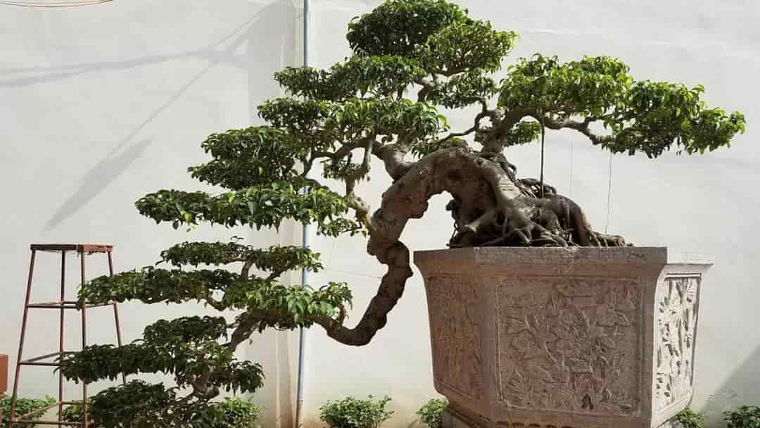 Thế cây Bonsai thác đổ tượng trưng cho sức sống mãnh liệt