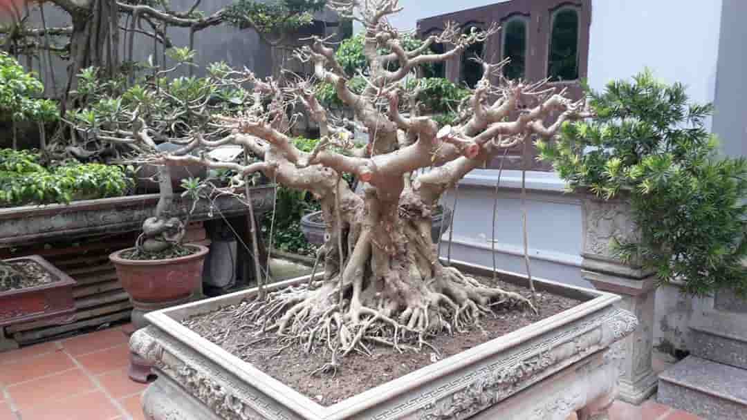 Cây Bonsai thế ngũ phúc mang ý nghĩa an khang, thịnh vượng