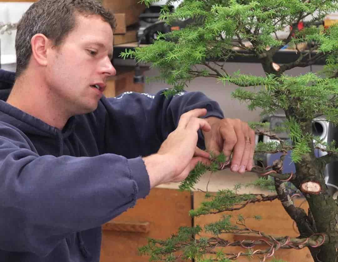 Bonsai đẹp cần uốn tỉa thường xuyên