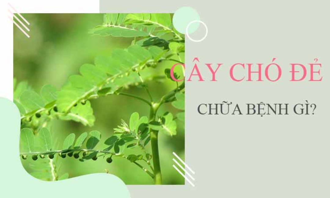 Cây chó đẻ được săn lùng và mọi người tìm kiếm rất nhiều