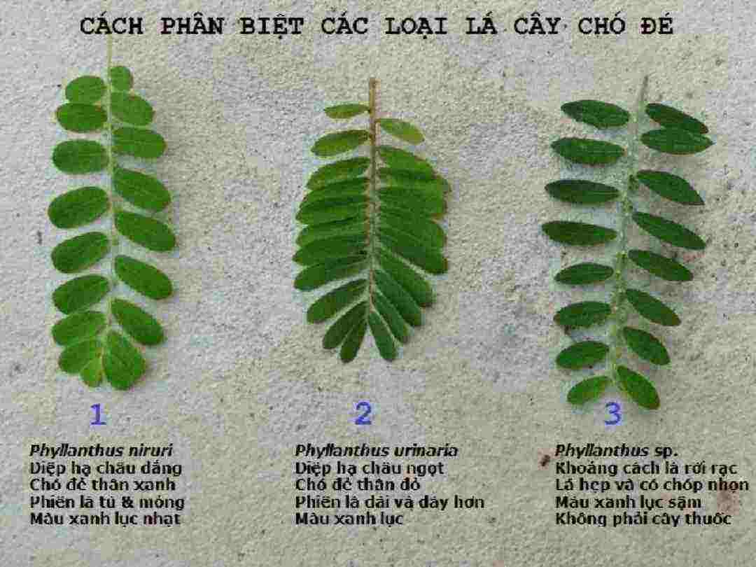 Cây chó đẻ thân đỏ