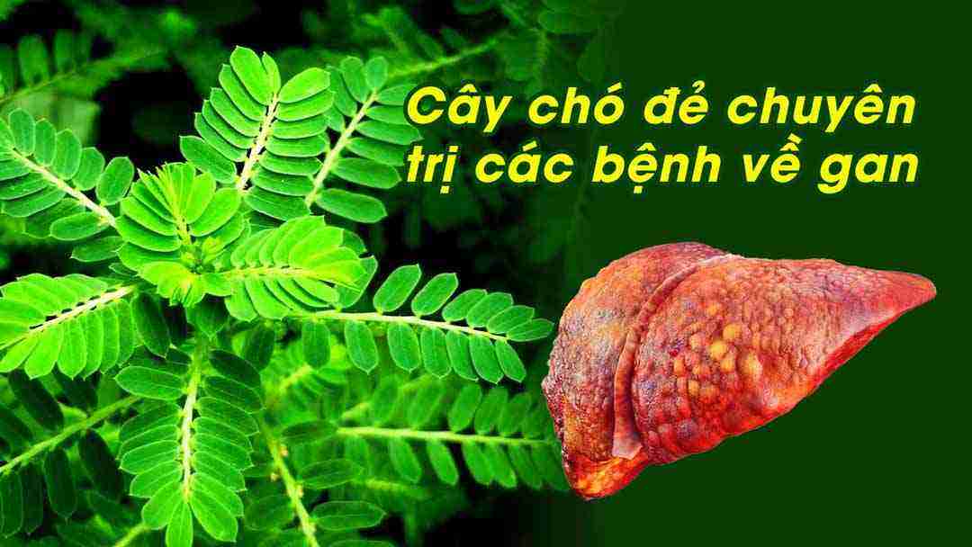 Chọn lá chó đẻ răng cưa để chữa viêm gan