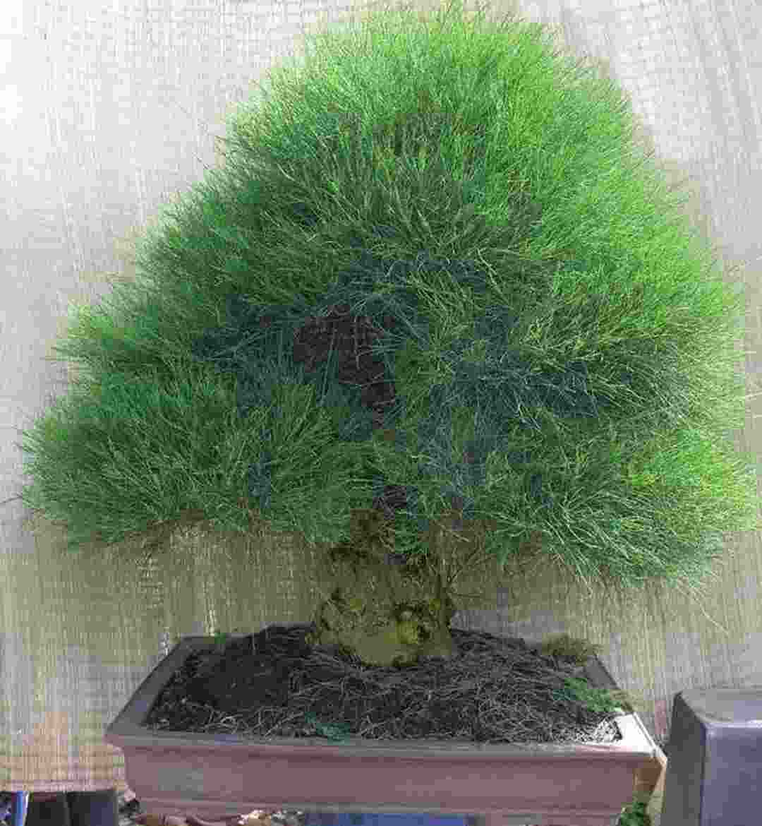 Vẻ đẹp của cây cây liễu Bonsai