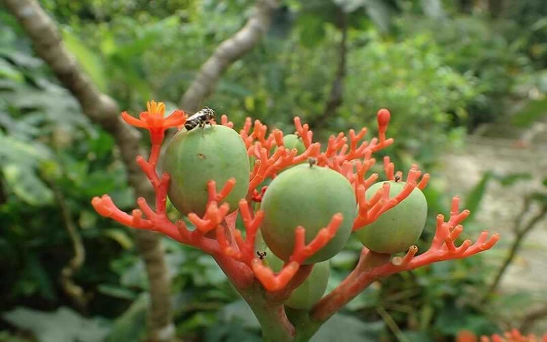 Phương pháp trồng cây ngô đồng