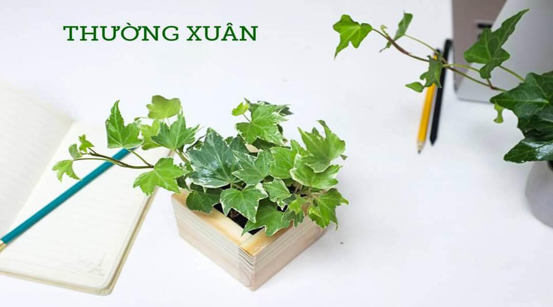 Tìm hiểu về giống cây thường xuân có đặc điểm như thế nào?