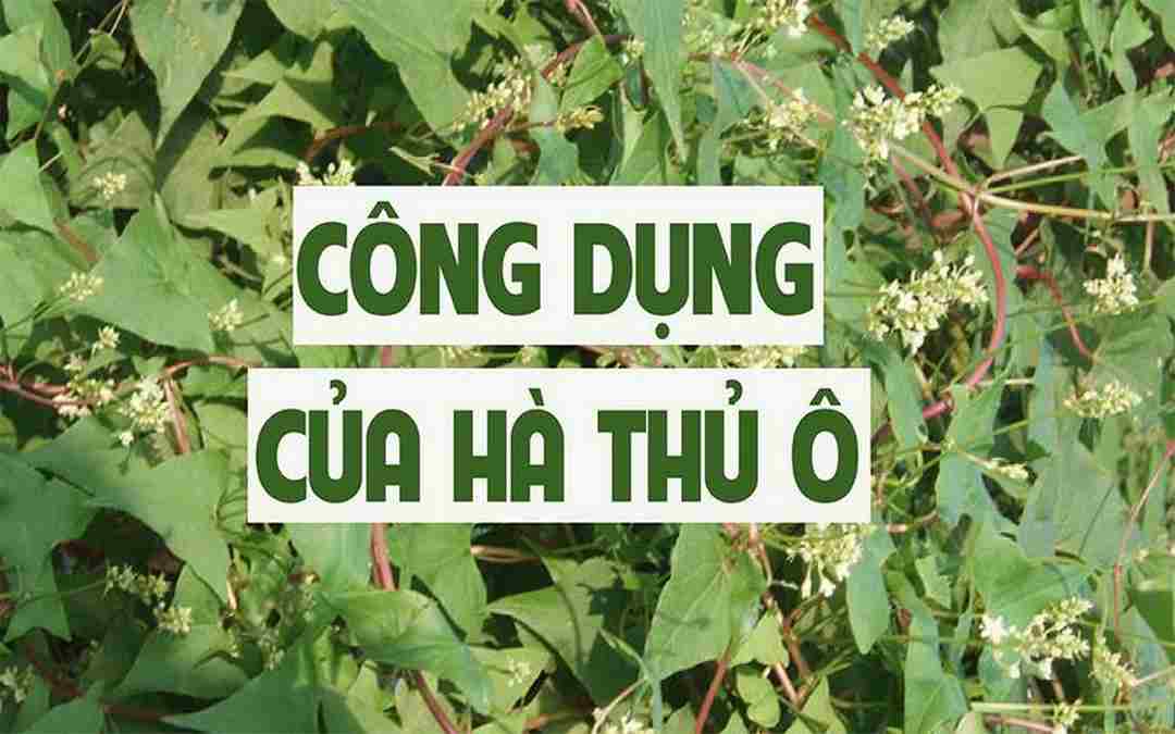 Tác dụng trong việc làm giảm quá trình oxi hóa