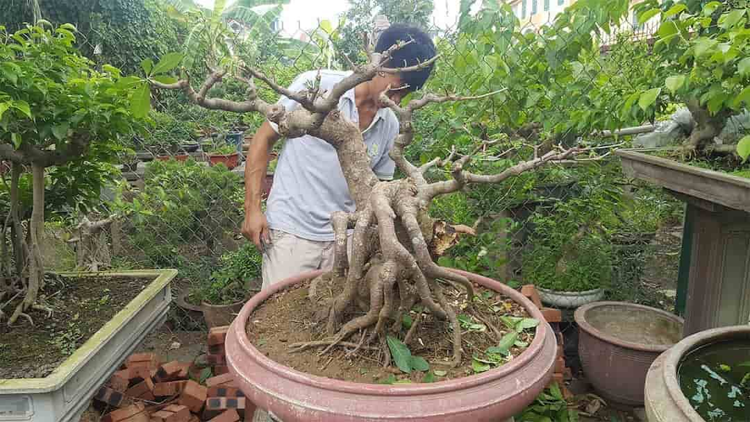 Kỹ thuật trồng cây lộc vừng mới bứng