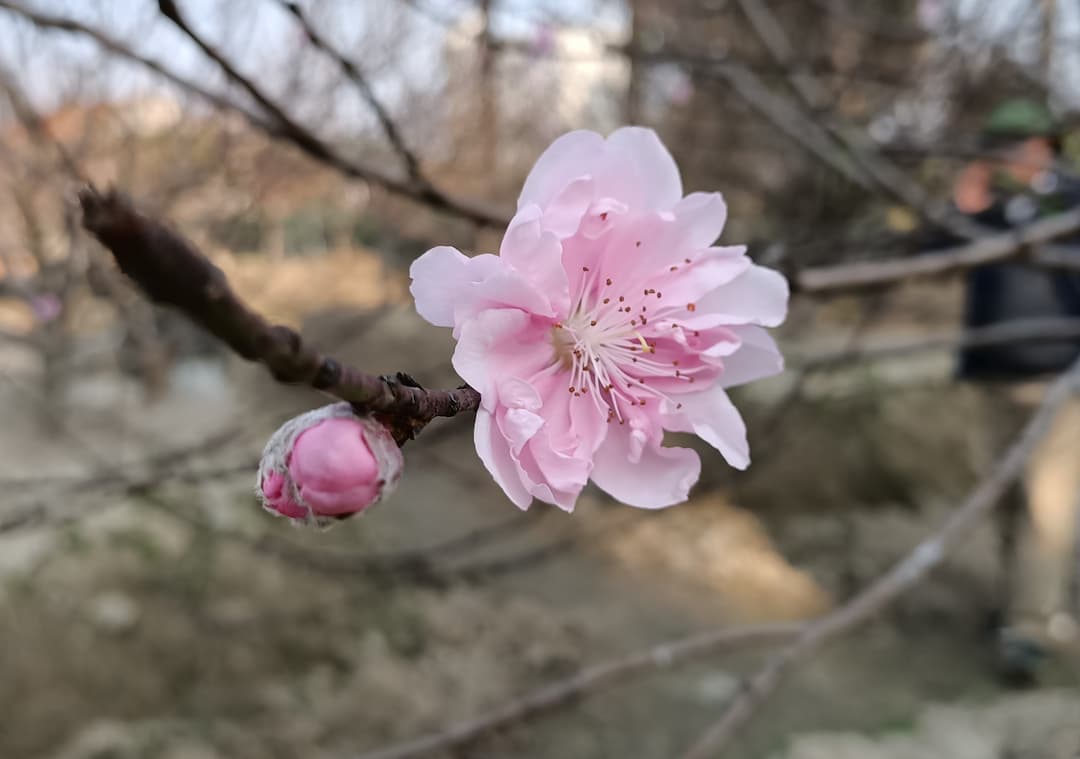 Thương lái mua cây đào phai đông như trẩy hội