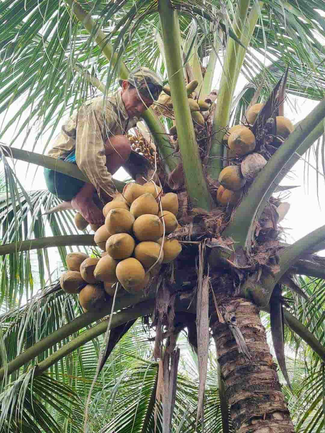 Các giống dừa lấy dầu