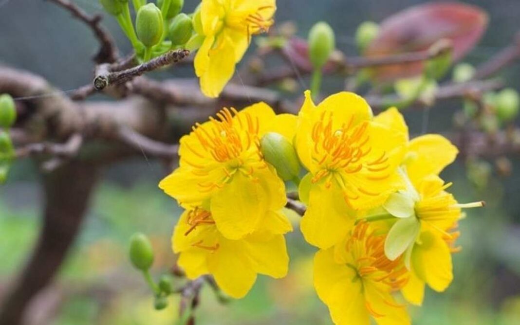 Hoa mai: Ý nghĩa hoa mai vàng, cách trồng và chăm sóc